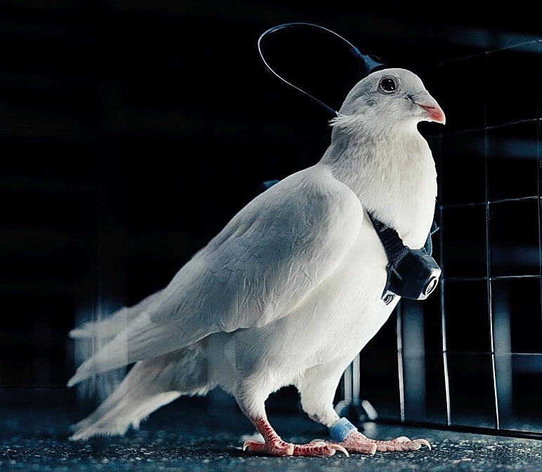 La guerra de los biodrones ya está aquí (y Putin va por delante)